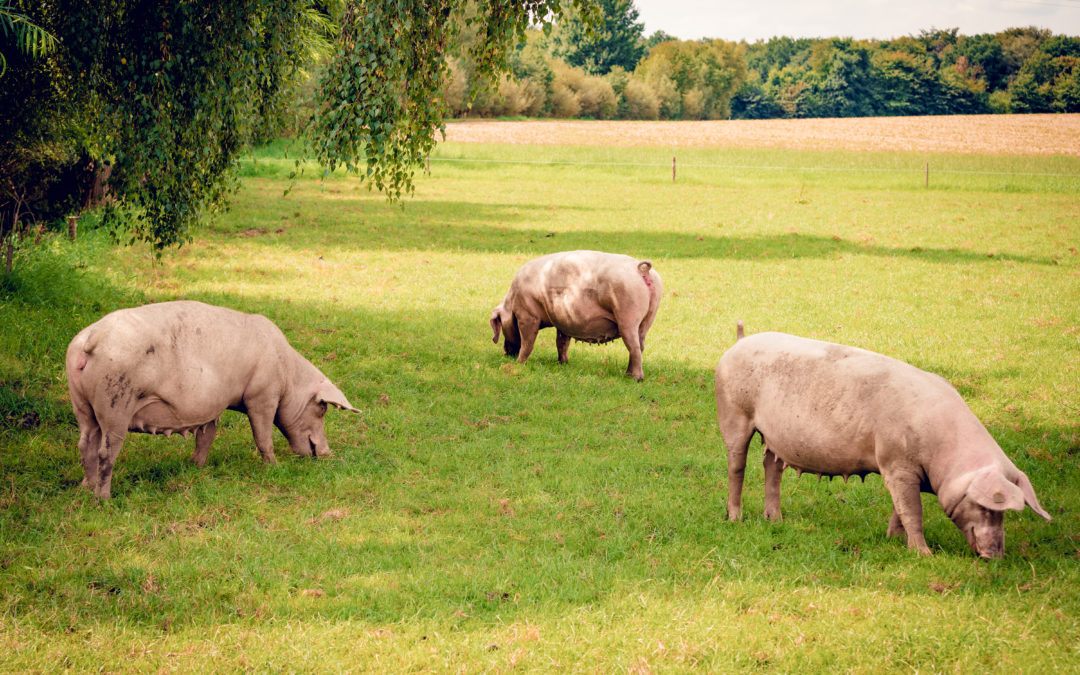 This Basingstoke biotech is leading the fight against African Swine Fever
